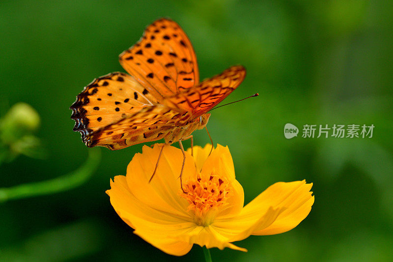 蝴蝶和橙色/黄色的宇宙花